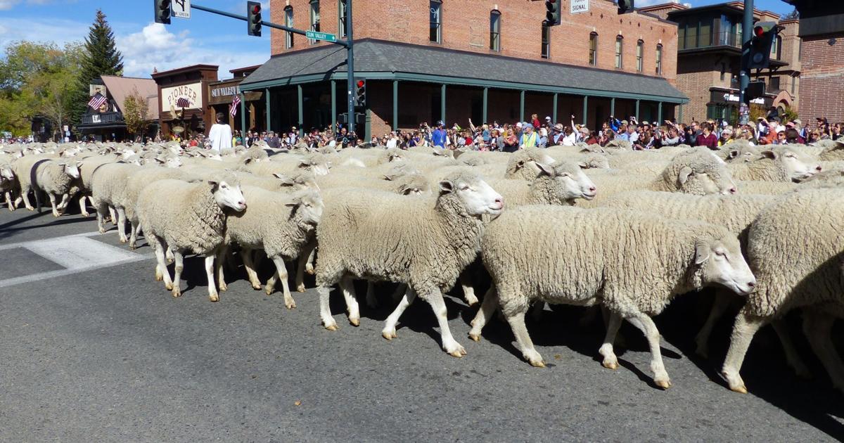 Basque Sheep Reno Basque sheepherder brings annual Trailing of the Sheep to life | Life ...