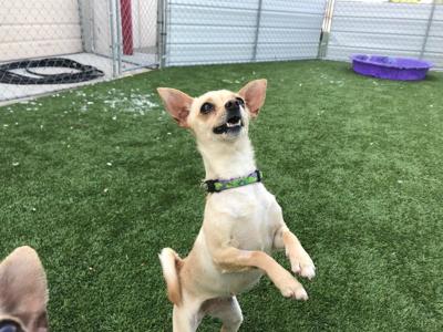 Adoption Fees Waived At Meridian Canine Rescue Until July 4 As