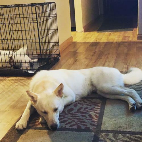 Dogs of the Week Comet Community News