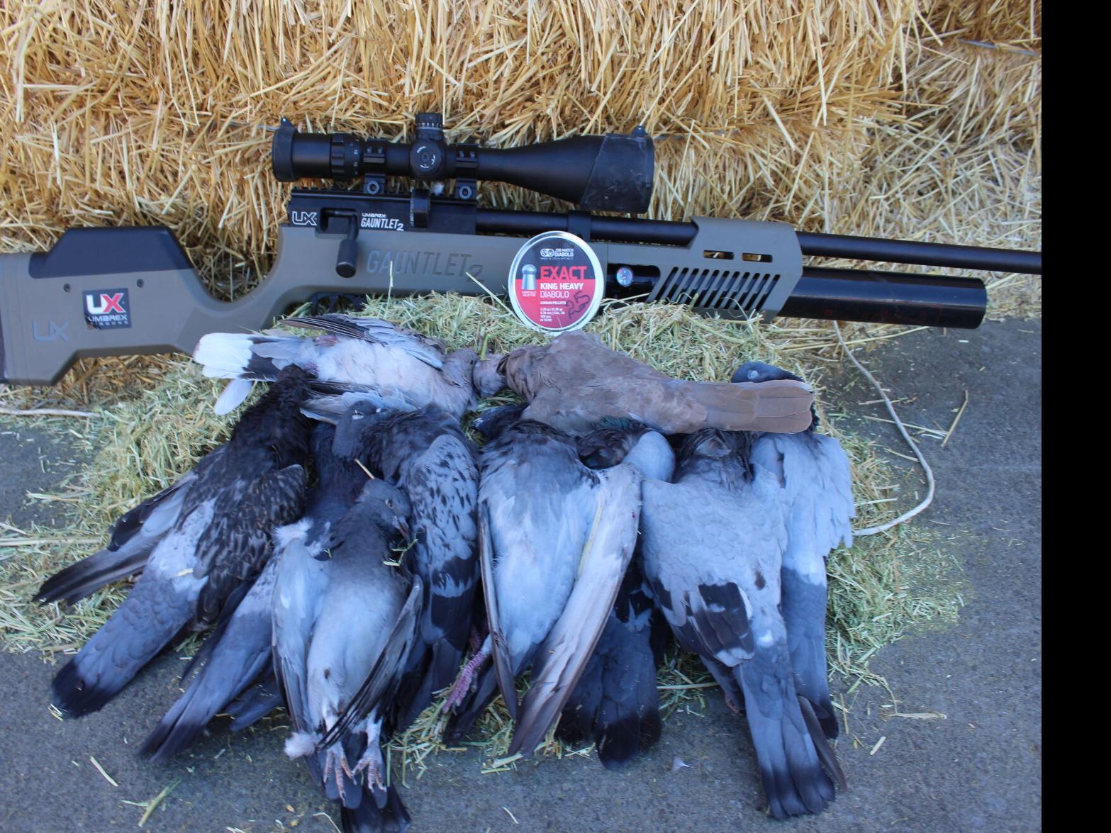 Claycomb: What to know about pigeon hunting | Outdoors News | idahopress.com