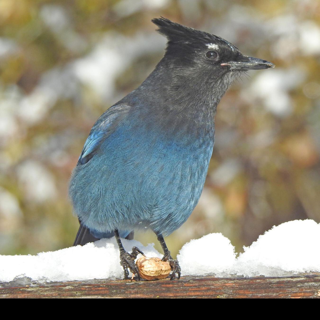 Similar Species to Steller's Jay, All About Birds, Cornell Lab of