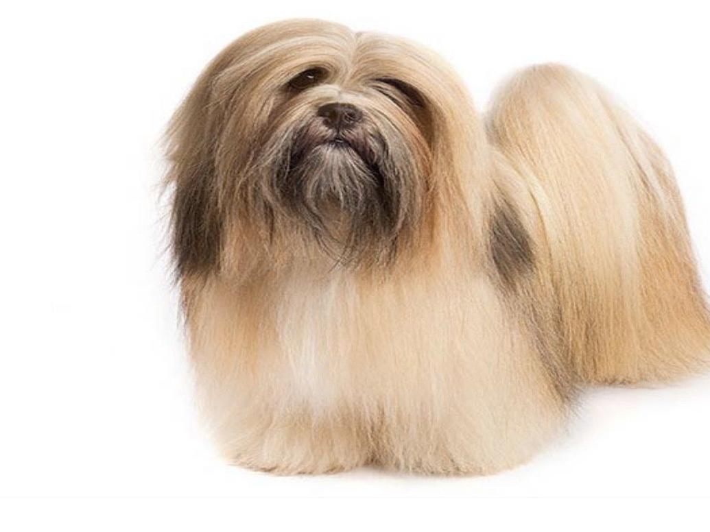 can a lhasa apso live in nigeria