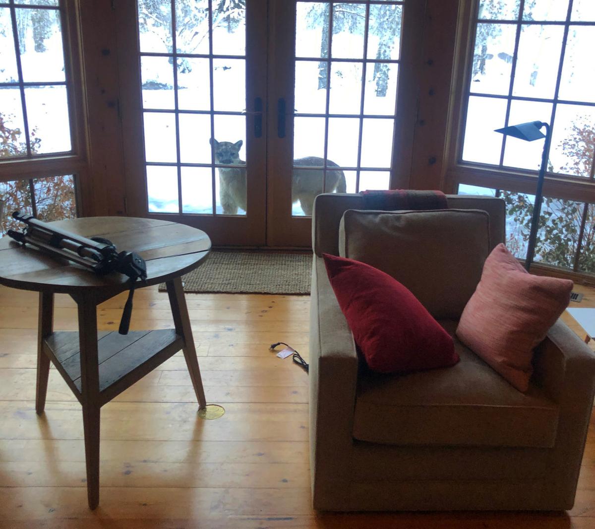 On The Prowl In Magic Wood River Valleys Attacks On Pets In Wood River Valley Cascade Part Of Complex Human Wilderness Web Local News Idahopress Com