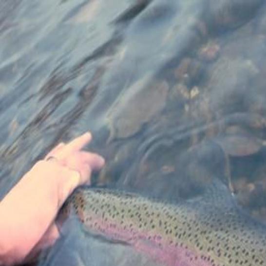 Steelhead slump appears to be record low | State news | idahopress.com