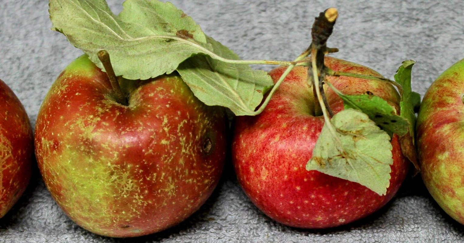 A fruitful find: Famous Idahoans' ranches yield lost apples - Vimarsana News