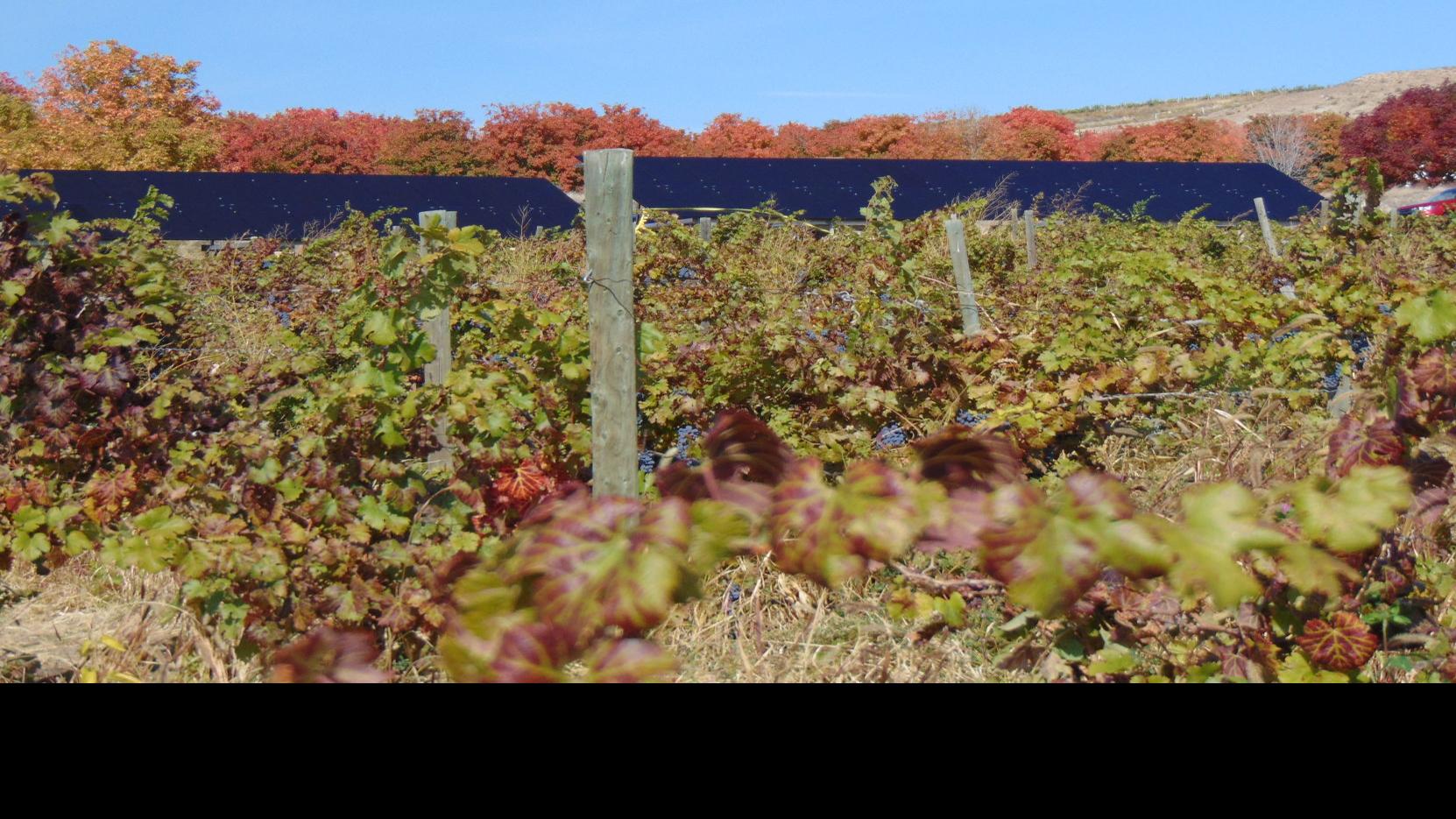 Hells Canyon Winery Flips The Solar Switch Life Idahopress Com
