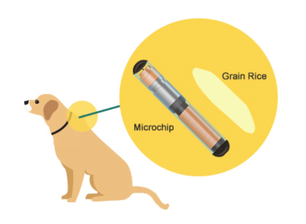 Get your animal microchipped 