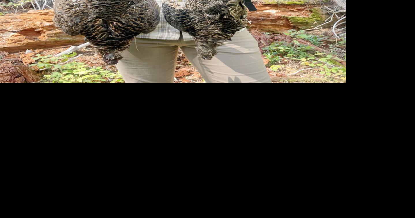 Idaho Fish & Game's 2023 Upland Game Bird Outlook Local Sports
