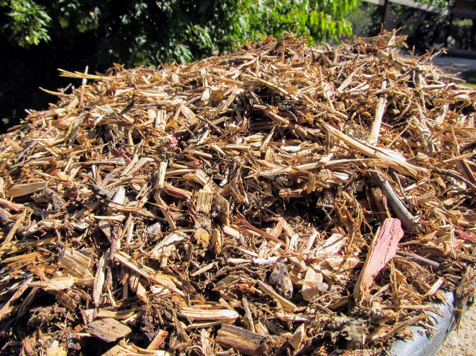 Image of Wood chips suppressing weeds