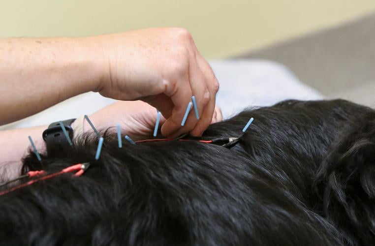 Acupuncture for your dog? Meridian vet offers alternative pain relief