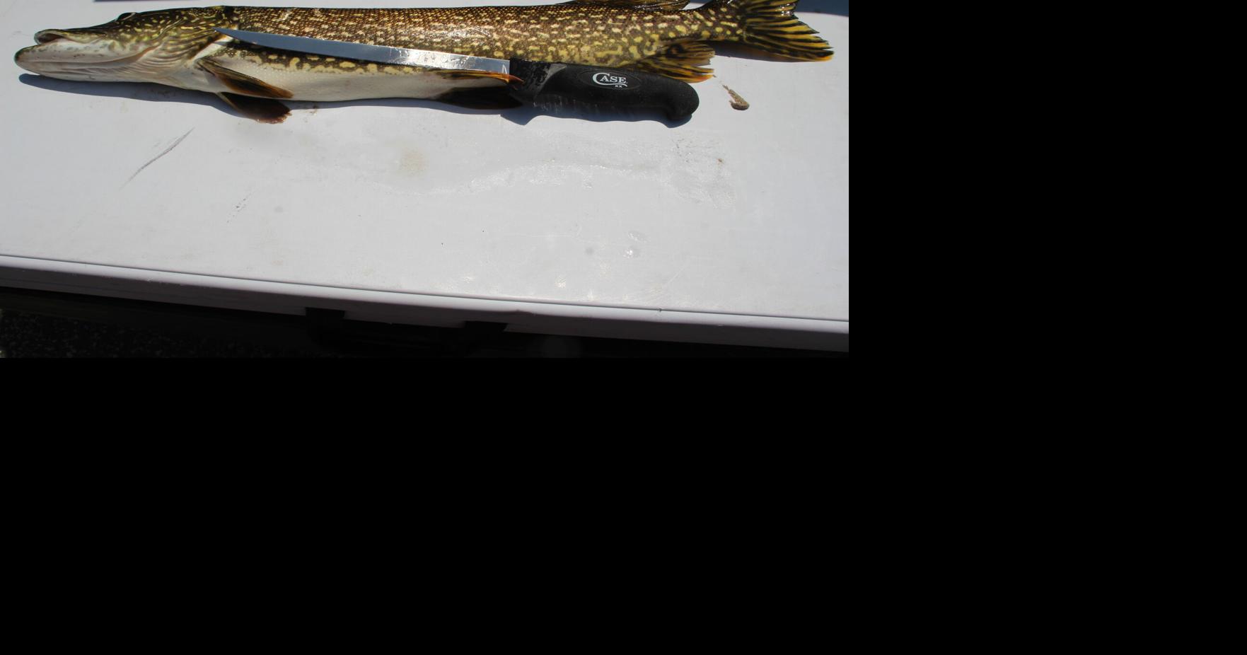Claycomb: Filleting your northern pike