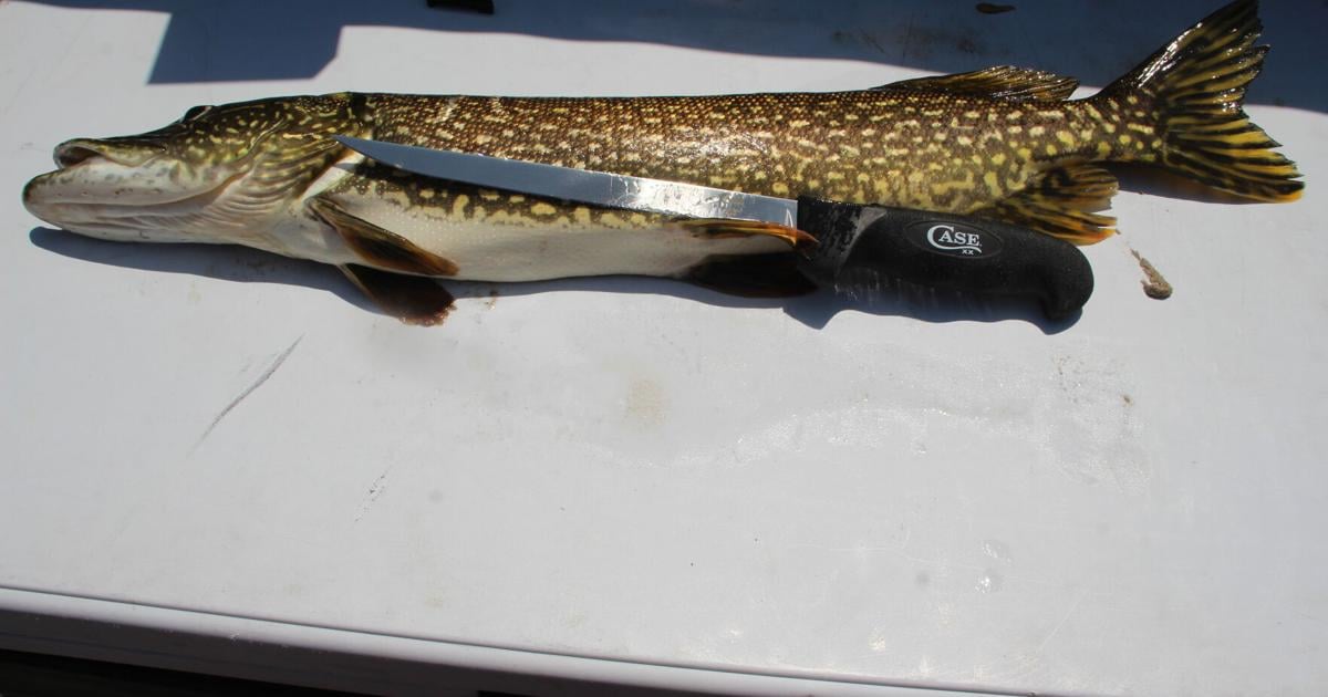 Claycomb: Filleting your northern pike