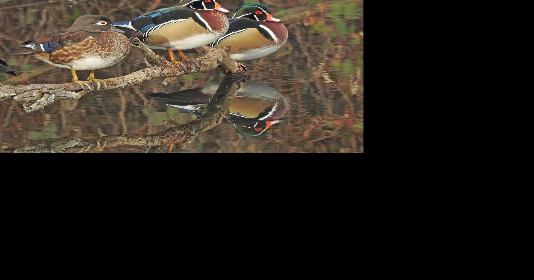 Wood duck nest boxes – a traditional bird conservation project