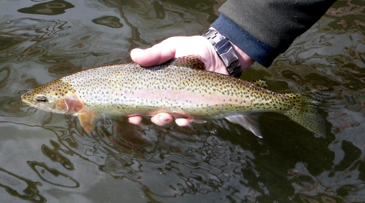 Mormon Reservoir revival produced great trout fishing and is attracting anglers Outdoors News