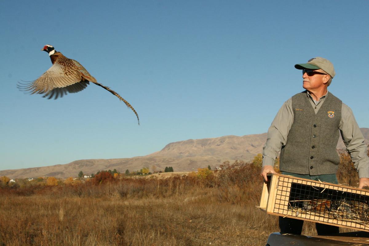 Pheasant stocking evokes the 'good ol' days' Outdoors News