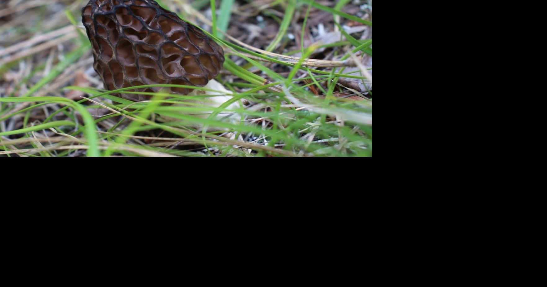 Outdoors: Morel mushrooms, aka manna from Heaven