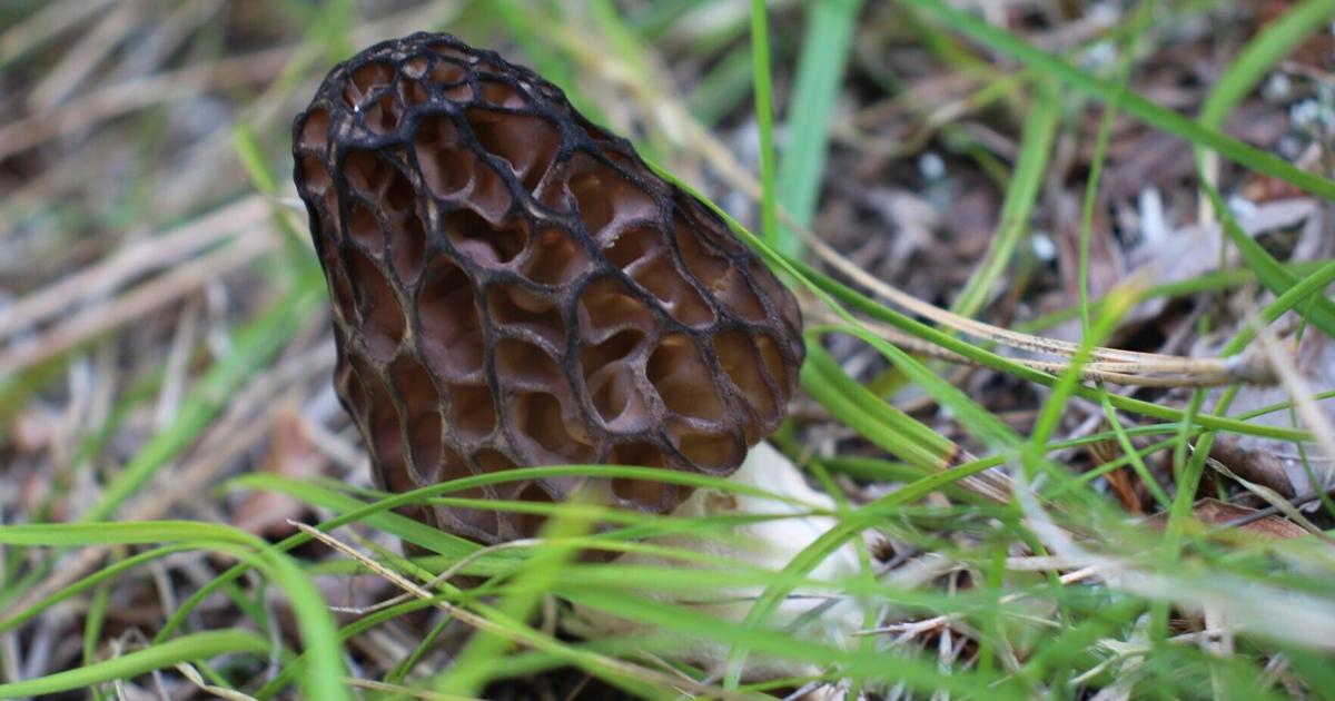 Outdoors: Morel mushrooms, aka manna from Heaven