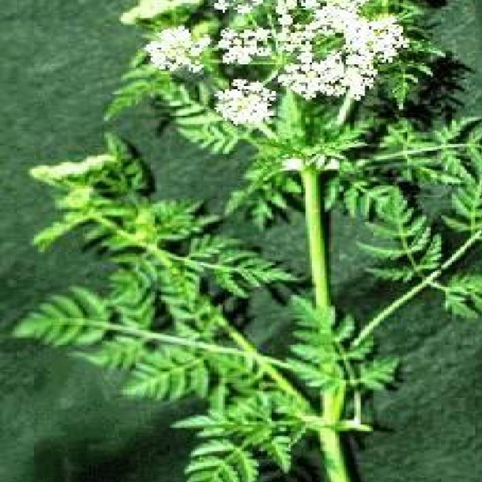 Noxious Weed Officials Warn Of Hemlock Growth In Idaho Local News Idahopress Com
