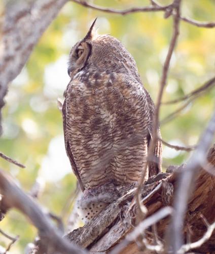 Just for the birds: The owls of Idaho Part IV, Community