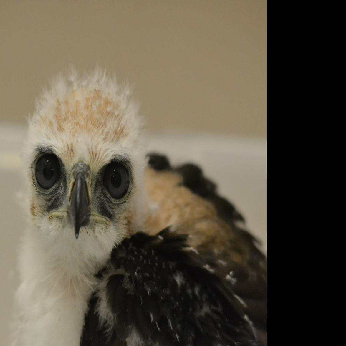 Meet Tulio, World Center for Birds of Prey's newest avian ambassador, Local News