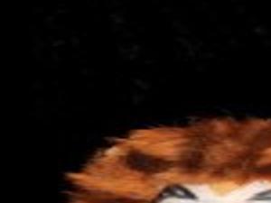 Cats On The Prowl Community Idahopress Com
