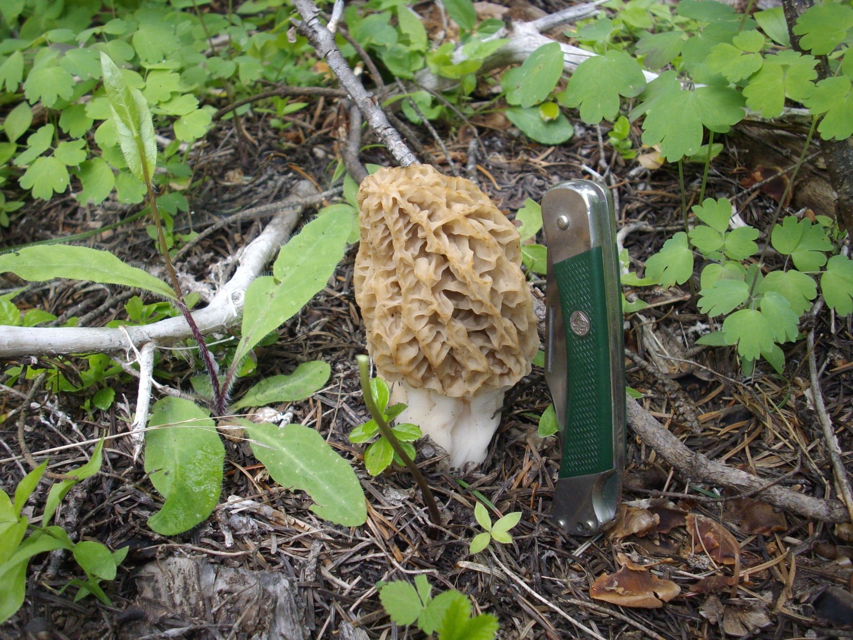 morel mushroom hunting s dakota