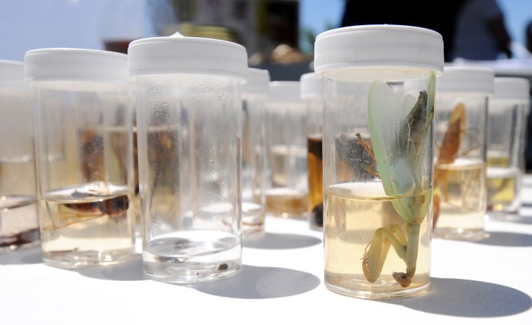 BioBlitz Festival Saturday At Lake Lowell | Local News | Idahopress.com