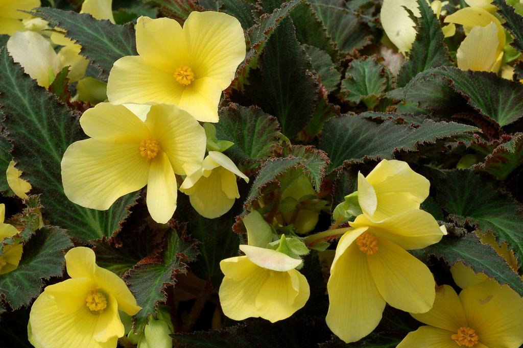 Better breeding brings begonias back into the limelight | Life |  