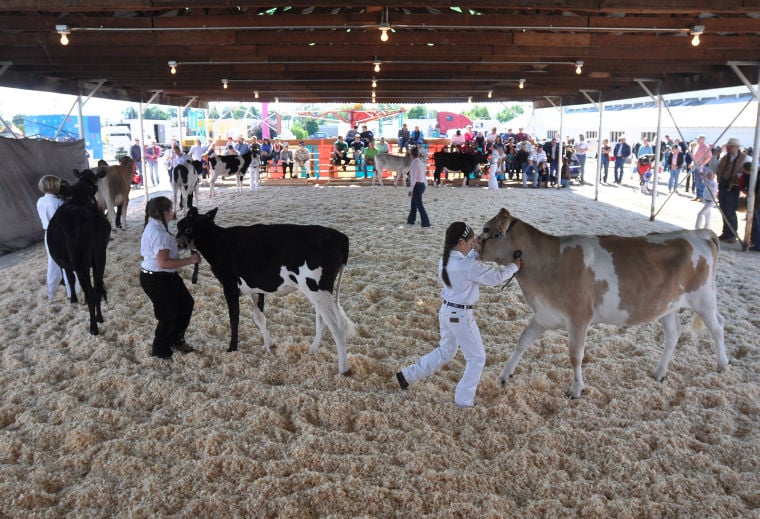 Dairy Days 101 Things to Do Summer Guide
