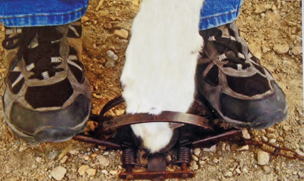 What to do if your dog is caught in a trap | Community | idahopress.com
