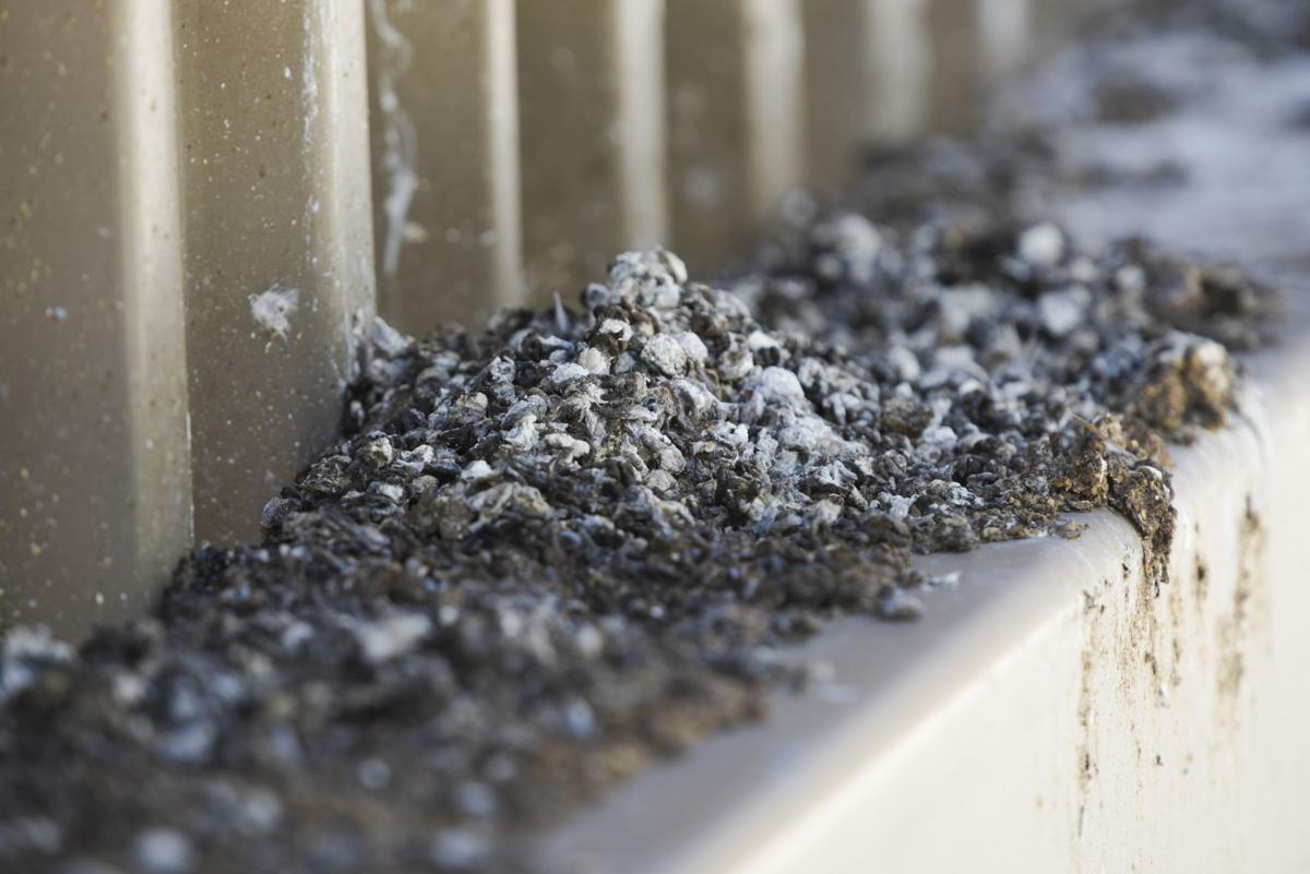 Pigeon droppings, feathers make a mess of library rooftop, equipment Local News