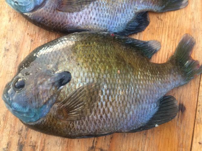 Is it over? Nah, crappie are still biting