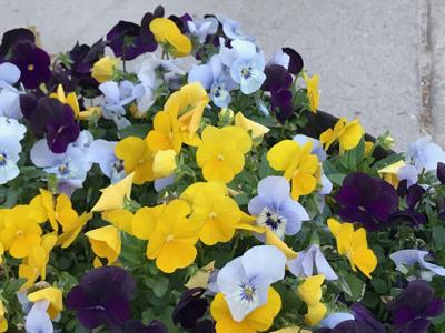 flowers 5-30-21