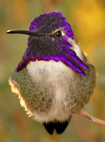 Costa's hummingbird by Glenn Seplak.jpg