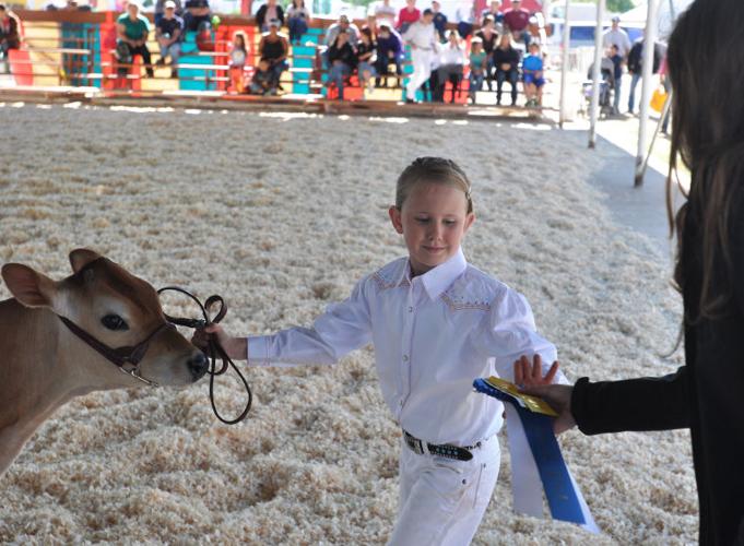 Meridian Dairy Days Cattle Show Photo Gallery