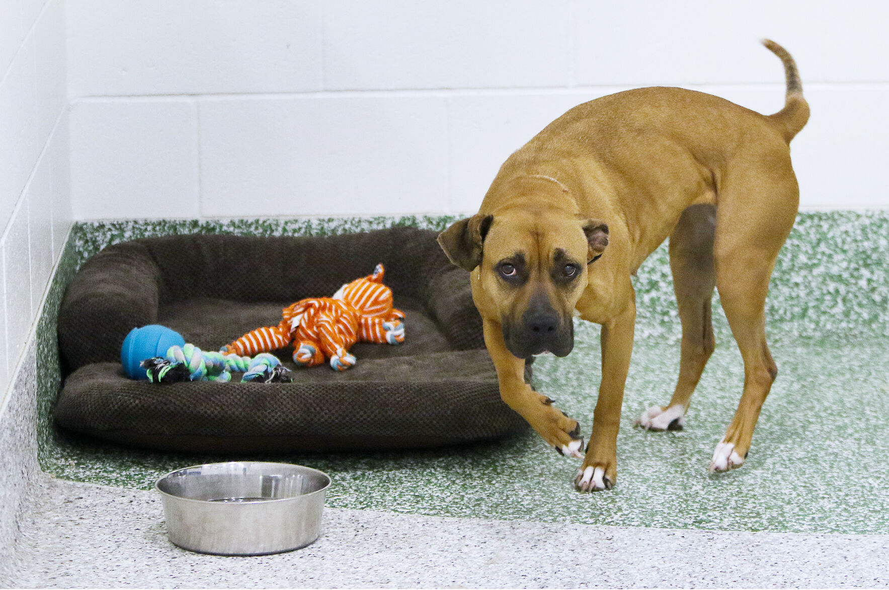 Humane society on sale bolster dog bed