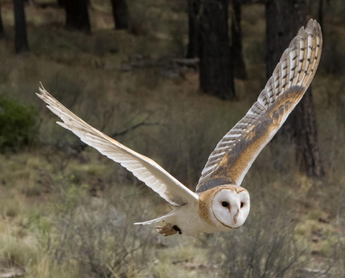 Just for the birds: The Owls of Idaho Part VI