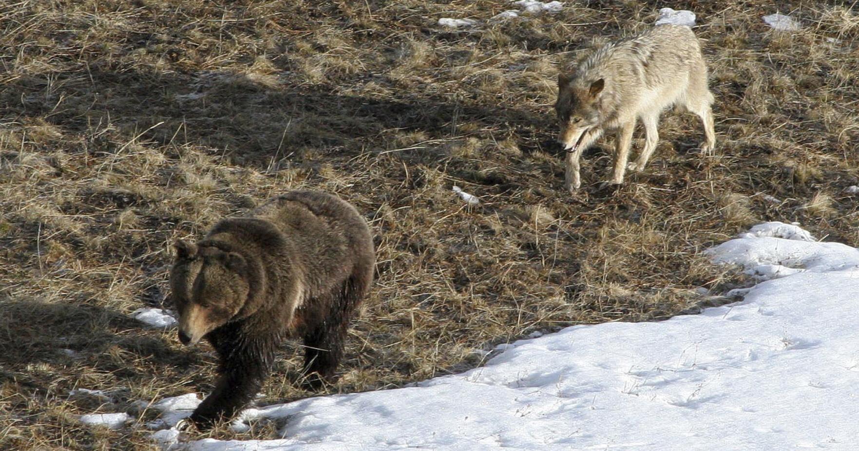 Idaho House passes wolf and grizzly depredation bill - Vimarsana News