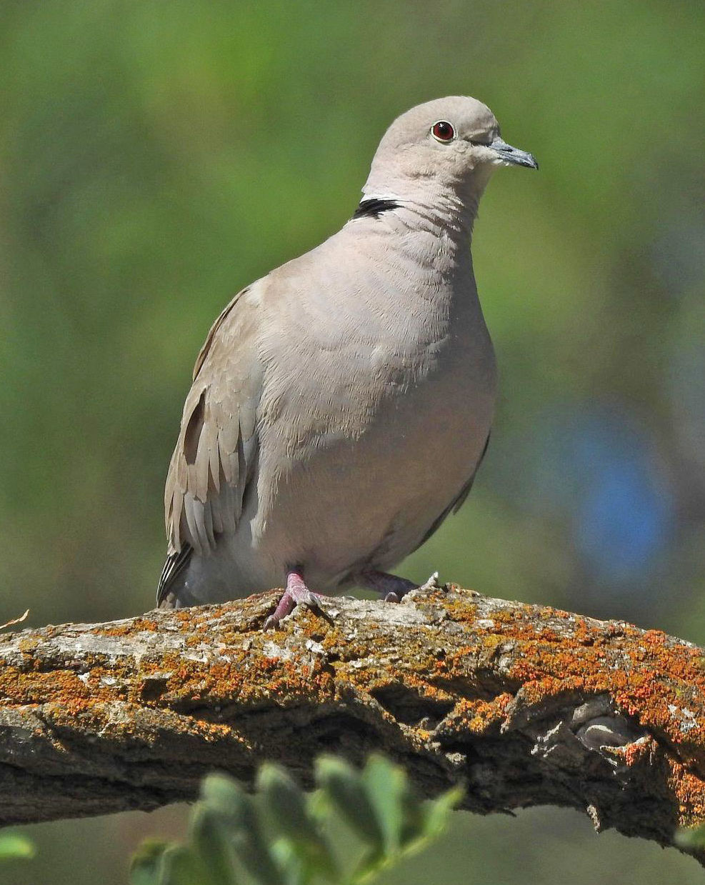 Eurasian collard-dove by Mary Rumple (1).jpg