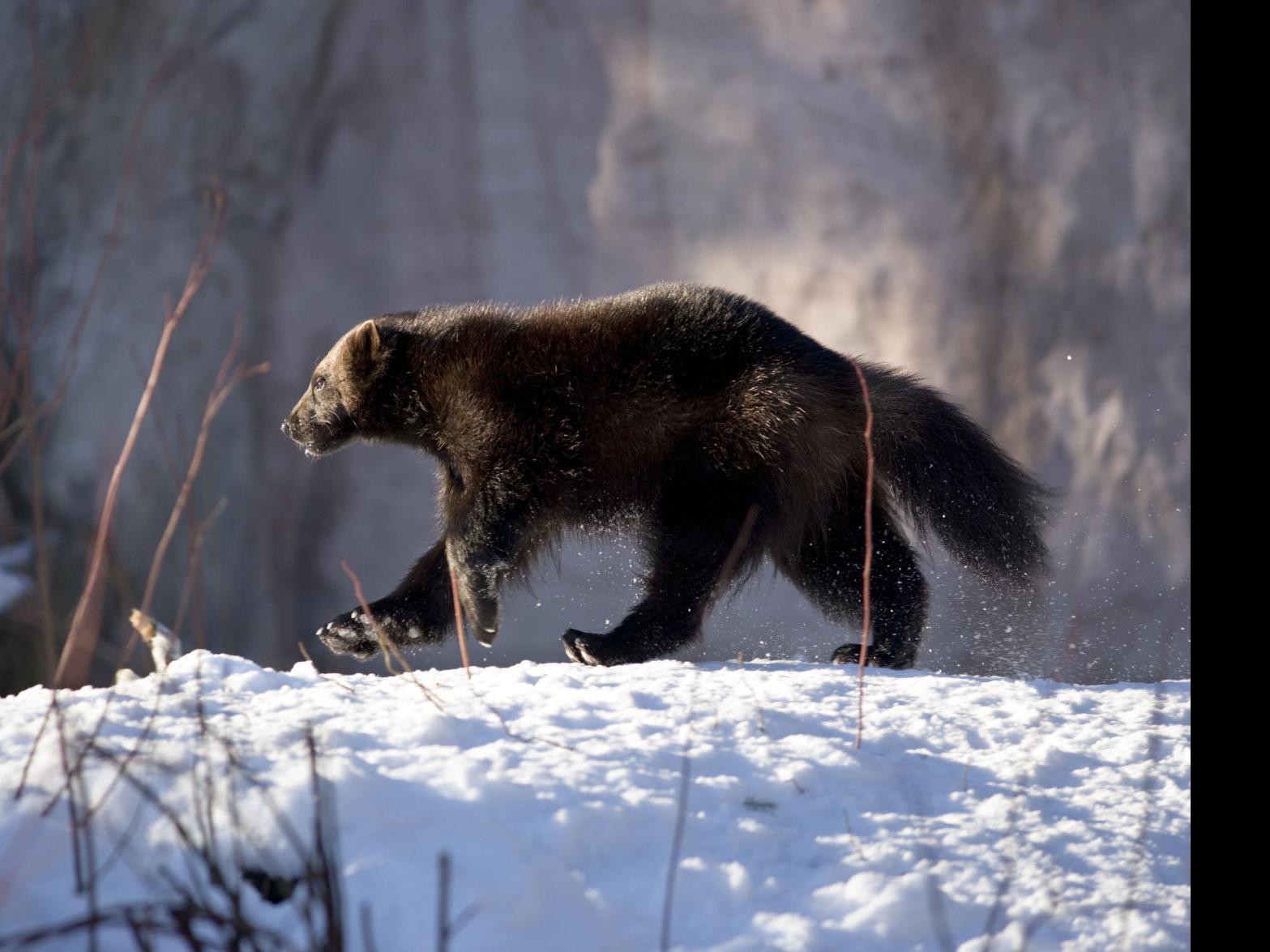 Rare wolverine trail cam image captures attention of biologists ...