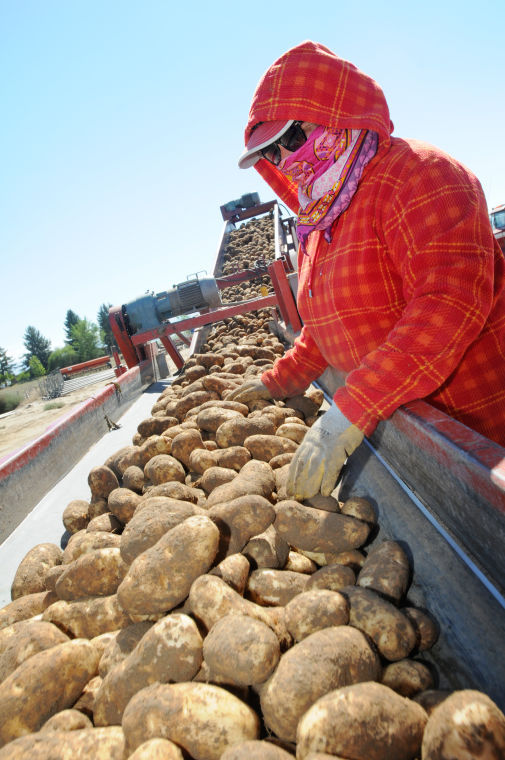 How potatoes get from the field to your French fry Members