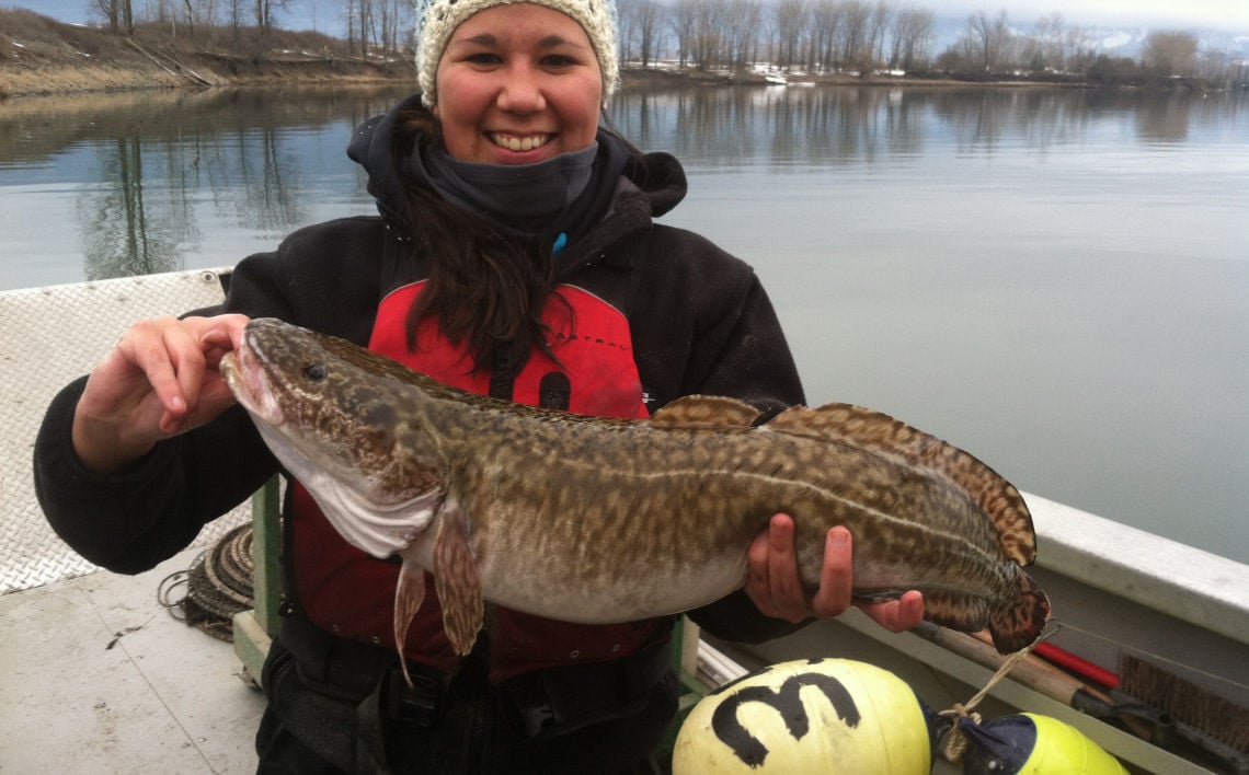 New Kootenai River burbot fishery open for anglers, Outdoors News