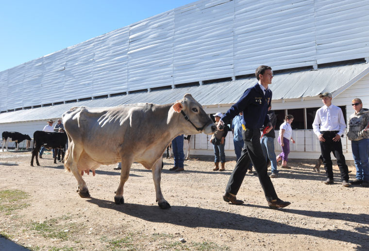 Meridian Dairy Days Cattle Show Photo Gallery
