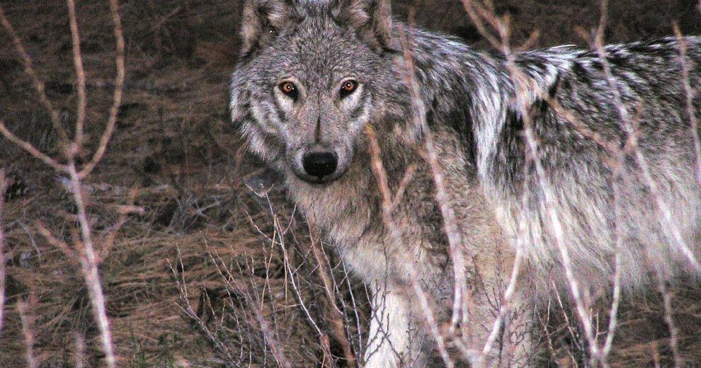 A Wolf Rapping Judge won't block Idaho wolf trapping, snaring regulations... | Eye on ...