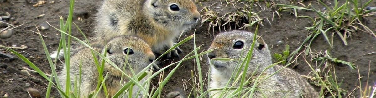 Shooting protected birds and ground squirrels is illegal | Local Sports