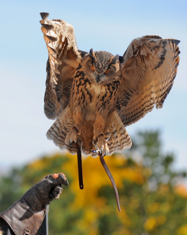 Idaho birds of prey flock to Snake River canyon to nest | Members ...