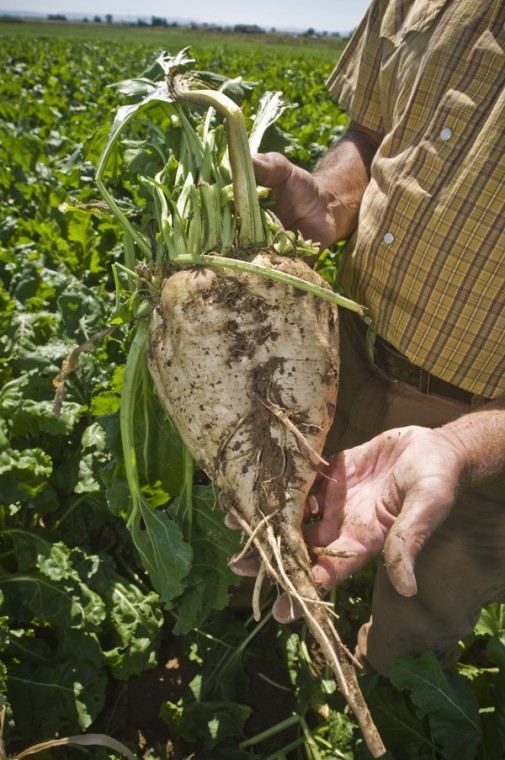 Sugar beets make millions for Idaho growers Complete news coverage