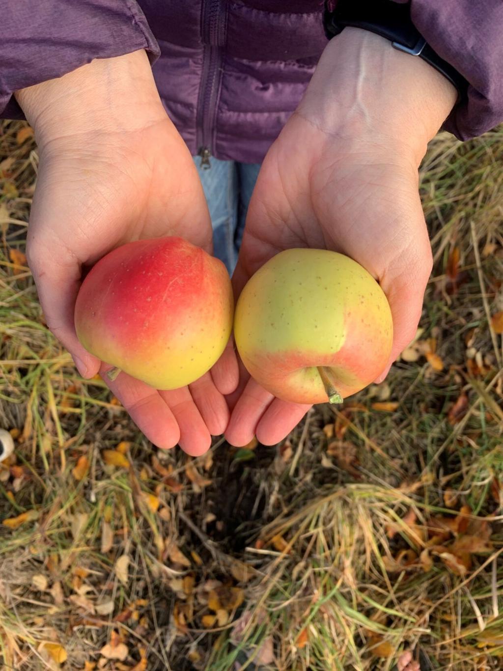 Manual Fruit Crusher for Apples : Homesteader's Supply