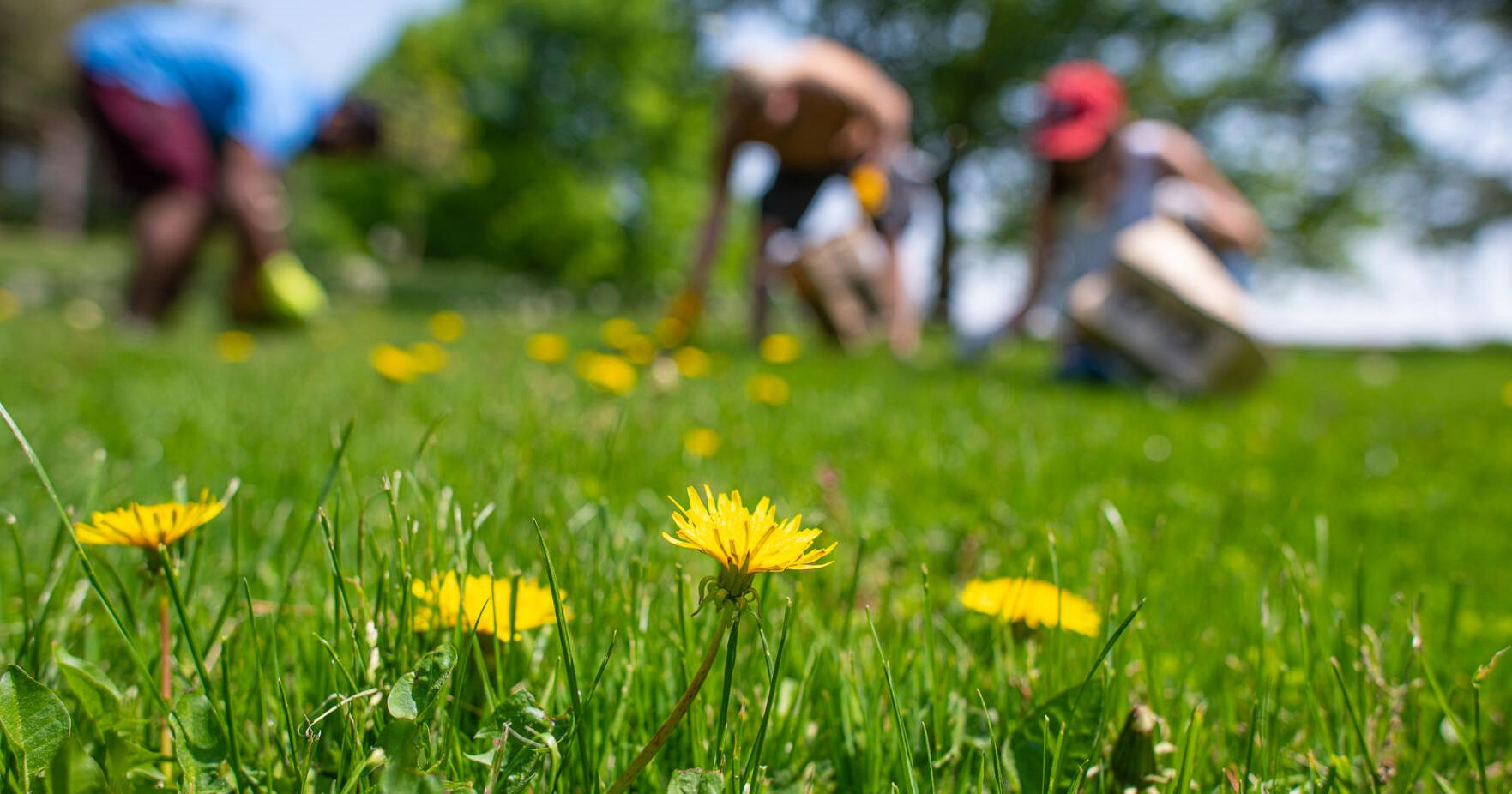 A dandy affair: Boise to host first Dandelion Festival, celebrating reduction in pesticide use - Vimarsana News