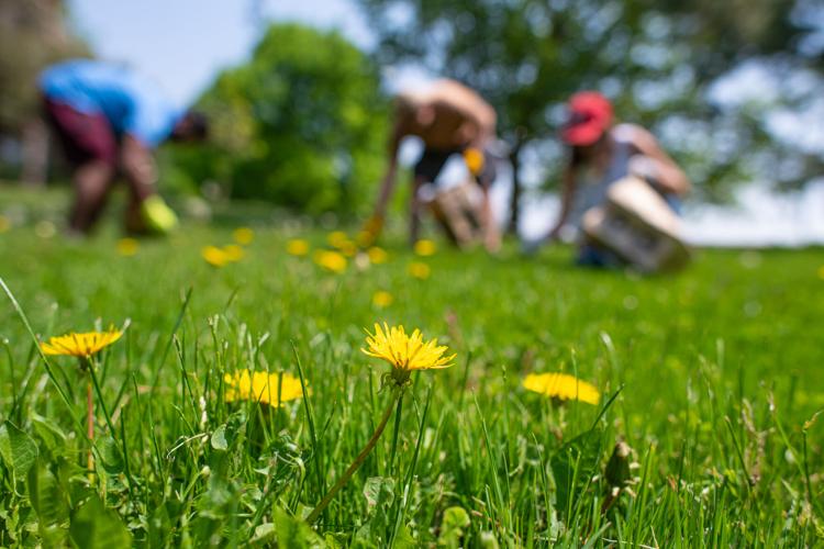 A dandy affair Boise to host first Dandelion Festival, celebrating